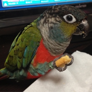 アカハラウロコインコ（雄）お譲りします。