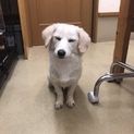 しっぽフリフリわたあめちゃん