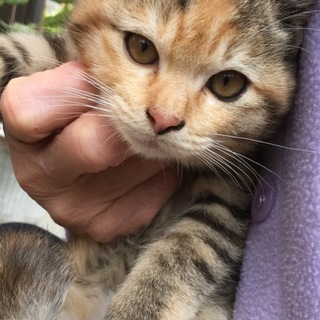 里親決定。穏やかな三毛猫ひめちゃん☆2ヶ月