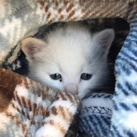 しお
