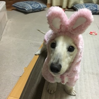 M.ダックスのバニラアイス君