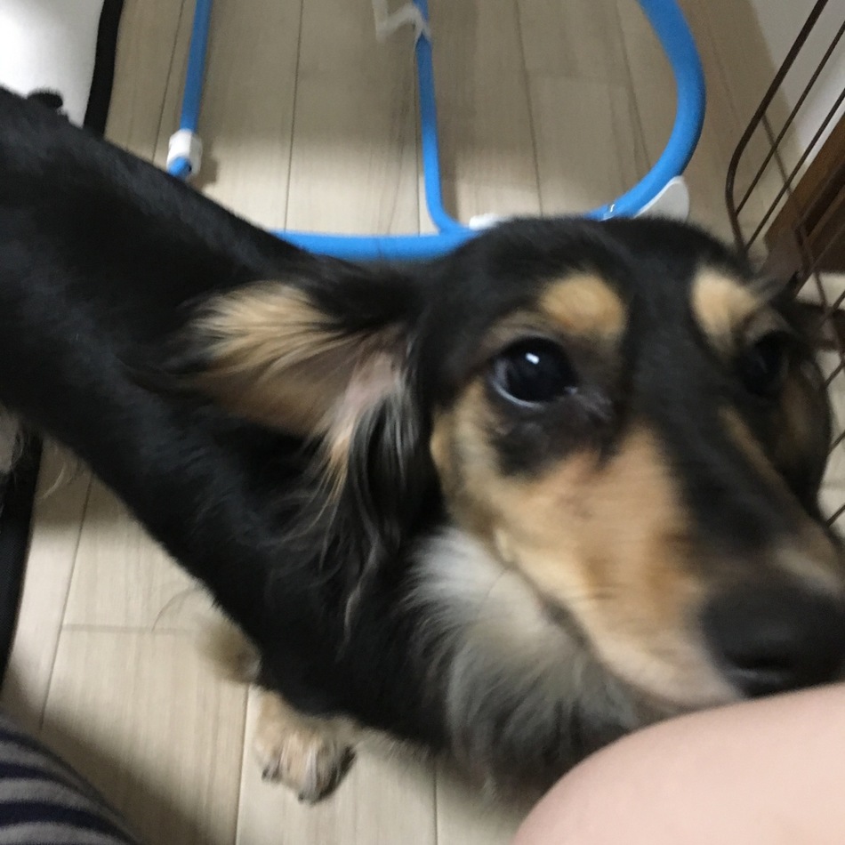 ココアのカバー写真
