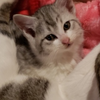 子猫の里親募集！