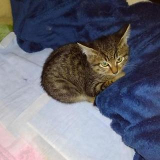 子猫の里親募集！