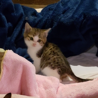 子猫の里親募集！