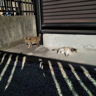 生後3ヶ月未満の子猫です