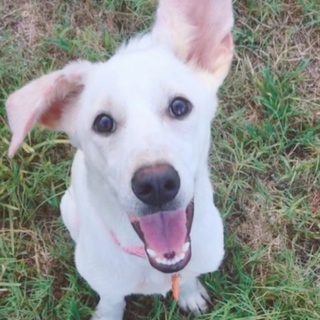 アニマルセラピー認定犬こころ