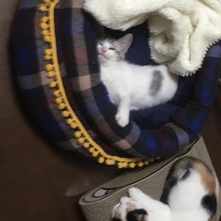 可愛いい姉妹に買ったわけですよ。