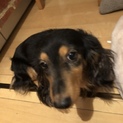 カニンヘンダックス