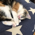 三毛猫