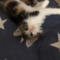 三毛猫2