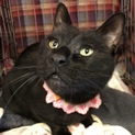 生き残った幸運な黒猫、北山くろ❣️