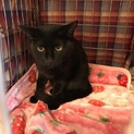 黒猫ポン助は可愛いよ❤️