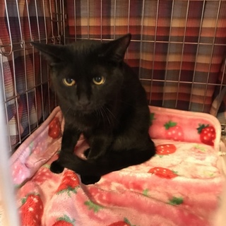 黒猫ポン助は可愛いよ❤️