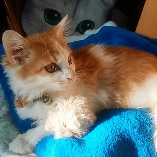 おっとり穏やかな半長毛の茶白シモン