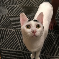 ハチ