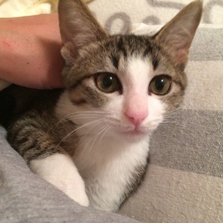 ツンデレなスリム女子♪キジ白アルト