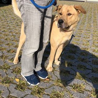 大型犬のツナ５歳の男の子　脱走防止策取れる方希望