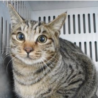 愛護団体様が引き出して下さいました。