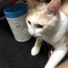 on the キャップ