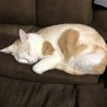 おやすみまん
