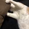 の写真