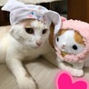 ぱるとぬいぐるみ