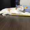 の写真