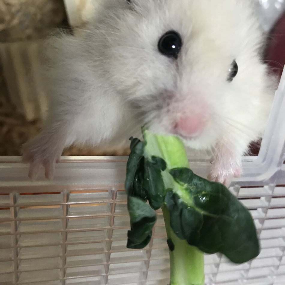 ちろのカバー写真