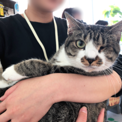 ▼猫の譲渡会▼名古屋市守山区