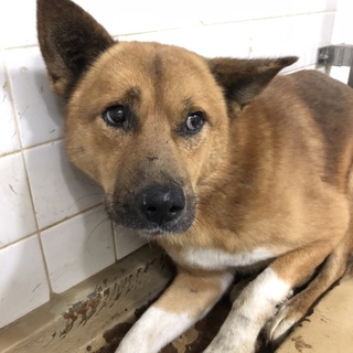 緊急です。助けて下さい。穏やかな男の子、動画有り