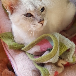 しろちゃんに自由と幸せを下さい。