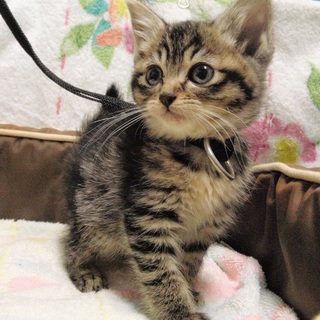 キジトラ子猫メス　生後2か月