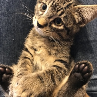 目が不自由だけど元気な子猫♪