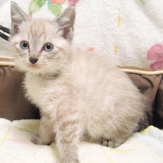 シャム系雑種オス　2か月