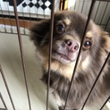 お願いします
