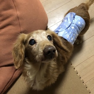 ダックス★シニアの男の子