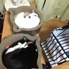 の写真