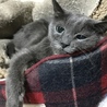 里親もくお(保護活動者)
