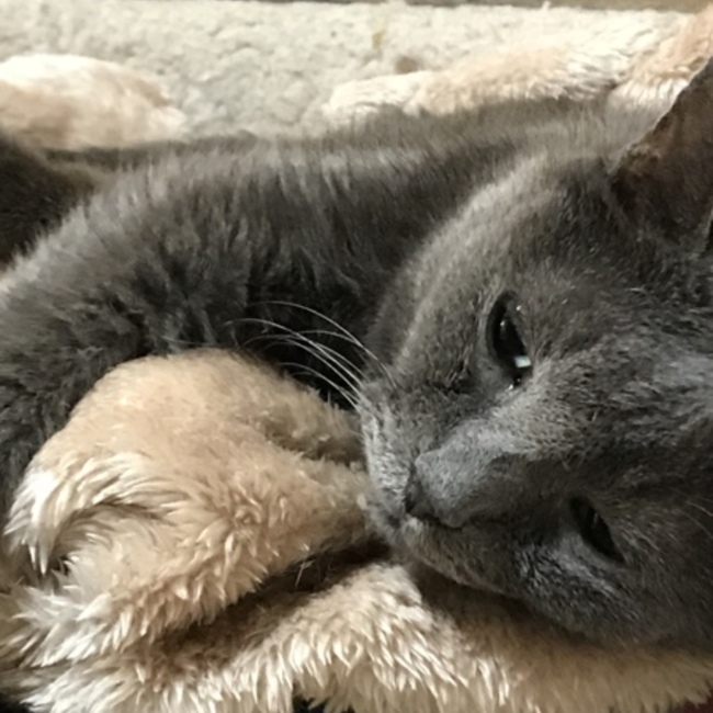 里親もくおのカバー写真