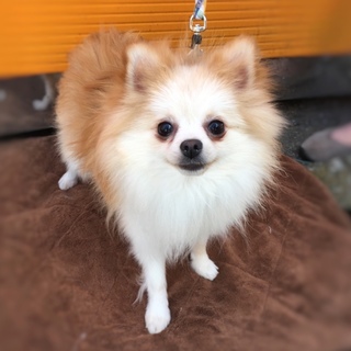 【募集一時停止中】ソラ君