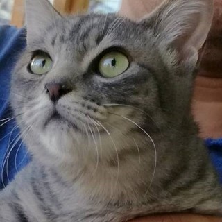 グレーとらのおっとり茶君です！　岡崎市