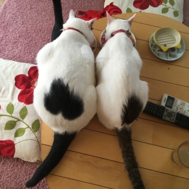ココロ(•ө•)のカバー写真