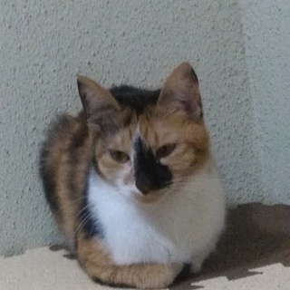 急募★‼ツンデレ可愛い♥三毛猫ロビンちゃん♪