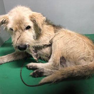 ≪急募≫MIXの老犬♂