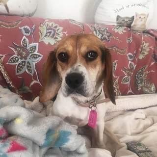 チビ子　２,３歳女の子