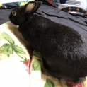 ミニウサギ 黒 5歳 大人しいです