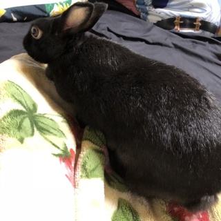 ミニウサギ 黒 5歳 大人しいです