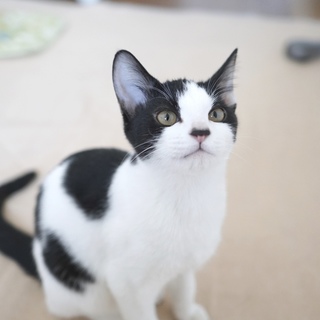 パンダカラーの可愛いナツちゃん