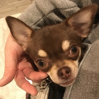 タンタン